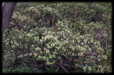 Tasmannia vickeriana, photographed by Russell Best