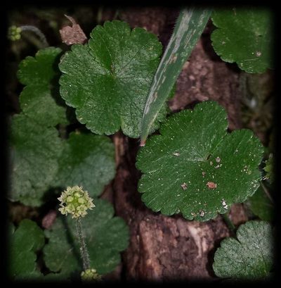 Hydrocotyle algida, photographed by Russell Best