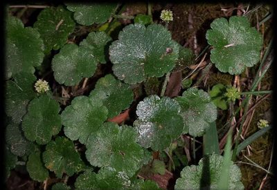 Hydrocotyle algida, photographed by Russell Best