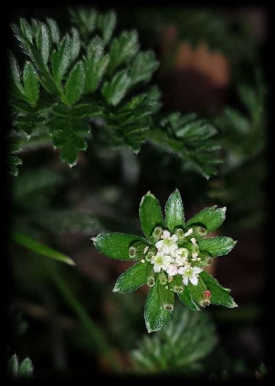Chaerophyllum eriopodum, photographed by Russell Best