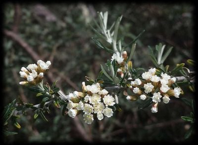 Ozothamnus secundiflorus, photographed by Russell Best