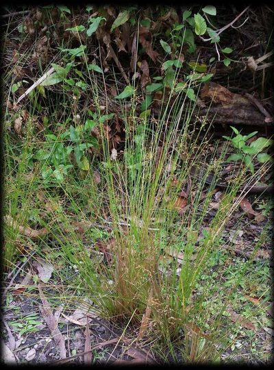 Juncus pauciflorus, photographed by Russell Best