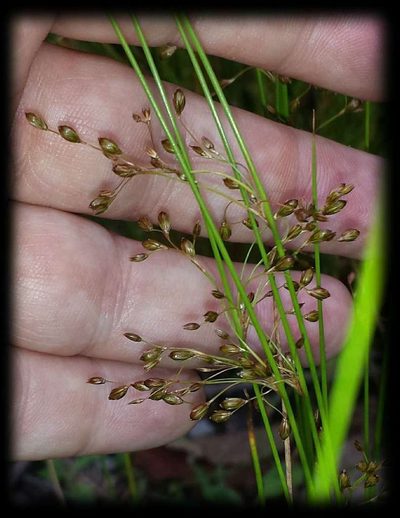 Juncus pauciflorus, photographed by Russell Best