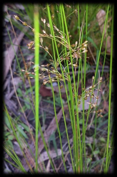Juncus pauciflorus, photographed by Russell Best