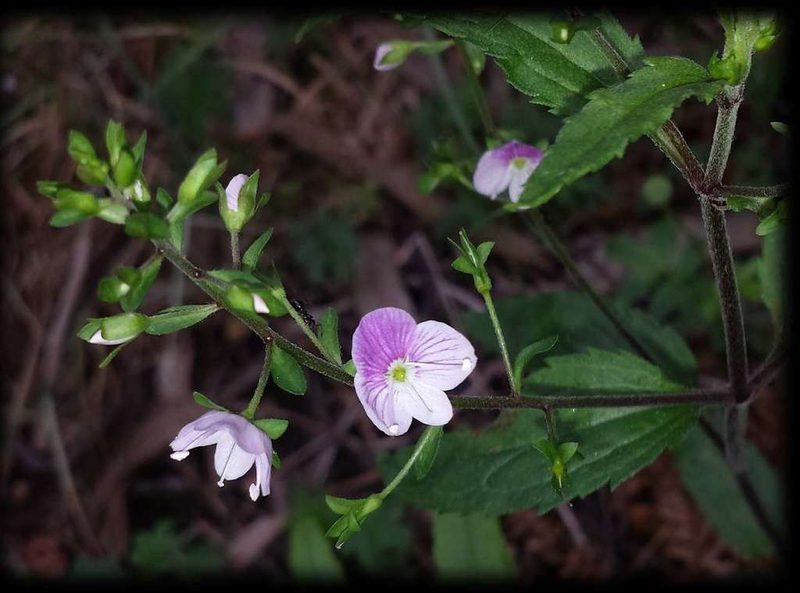 Veronica notabilis, photographed by Russell Best
