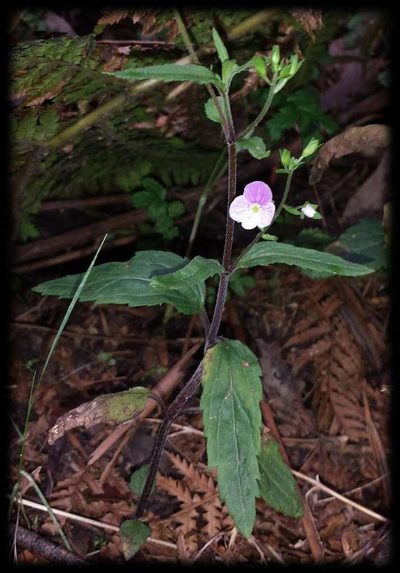 Veronica notabilis, photographed by Russell Best