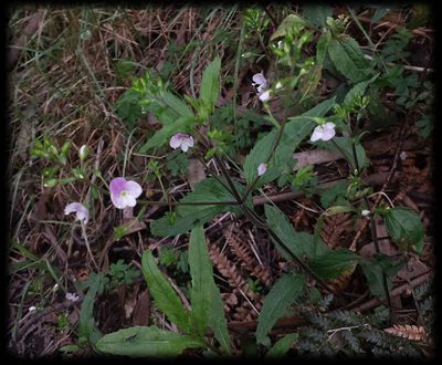 Veronica notabilis, photographed by Russell Best