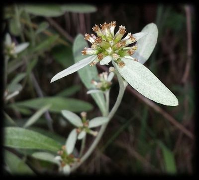 Euchiton umbricola, photographed by Russell Best