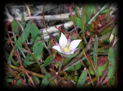 Boronia parviflora, photographed by Russell Best