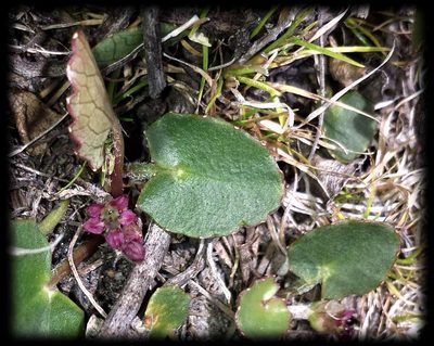 Centella cordifolia, photographed by Russell Best