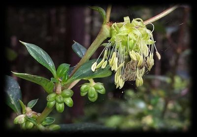 Coprosma hirtella, photographed by Russell Best