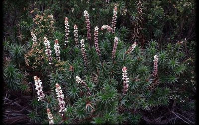 Dracophyllum continentis, photographed by Russell Best