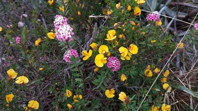 Pimelea alpina, photographed by Russell Best