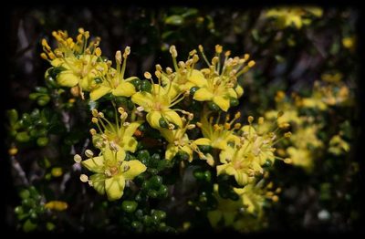 Asterolasia trymalioides, photographed by Russell Best