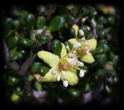 Asterolasia trymalioides, photographed by Russell Best