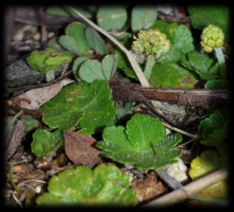 Hydrocotyle algida, photographed by Russell Best