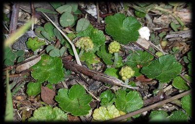 Hydrocotyle algida, photographed by Russell Best