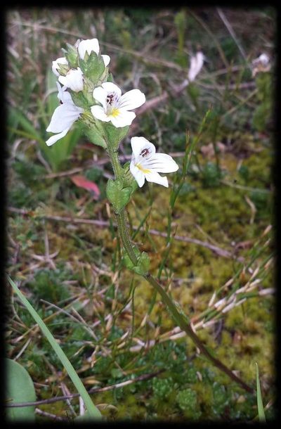 Euphrasia gibbsiae, photographed by Russell Best