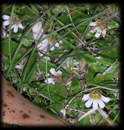 Scaevola hookeri, photographed by Russell Best