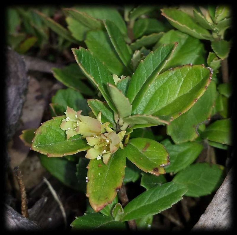 Wittsteinia vacciniacea, photographed by Russell Best