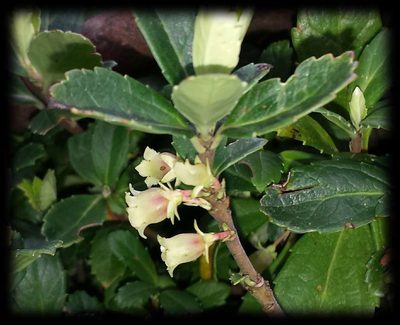 Wittsteinia vacciniacea, photographed by Russell Best