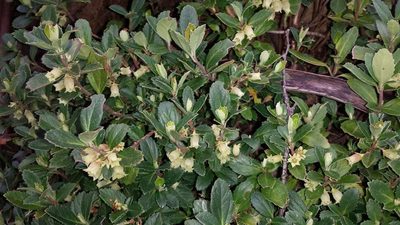 Wittsteinia vacciniacea, photographed by Russell Best