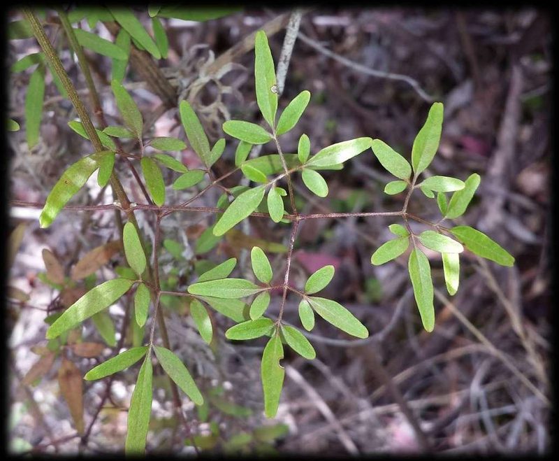 Clematis decipiens, photographed by Russell Best