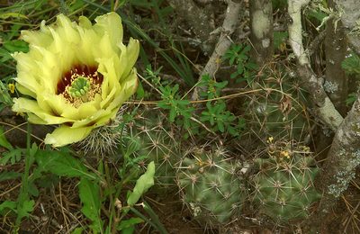 Echinocereus papillosus, photographed by Ad Konings