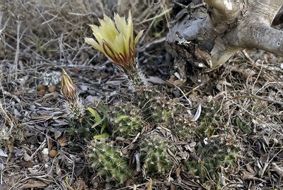 Echinocereus papillosus, photographed by Ad Konings
