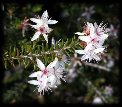 Calytrix alpestris, photographed by Russell Best