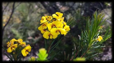 Dillwynia oreodoxa, photographed by Russell Best
