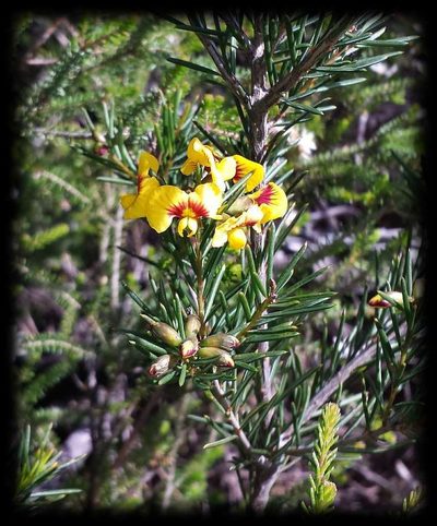Dillwynia oreodoxa, photographed by Russell Best