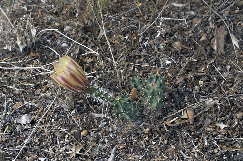 Echinocereus papillosus, photographed by Ad Konings