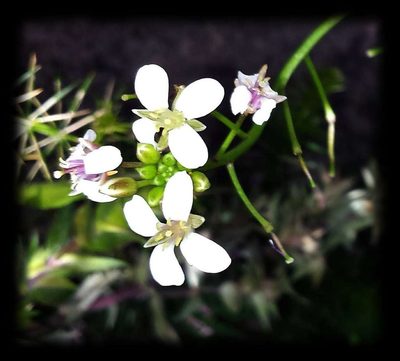 Rorippa dictyosperma, photographed by Russell Best