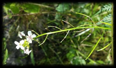 Rorippa dictyosperma, photographed by Russell Best