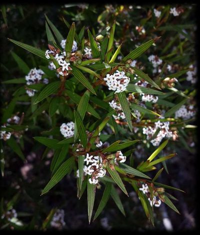 Leucopogon neurophyllus, photographed by Russell Best