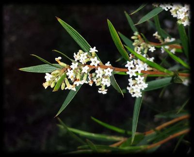 Leucopogon neurophyllus, photographed by Russell Best