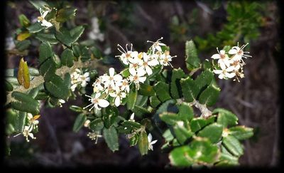 Leionema bilobum, photographed by Russell Best