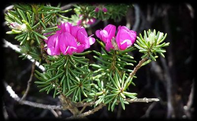Pultenaea subalpina, photographed by Russell Best