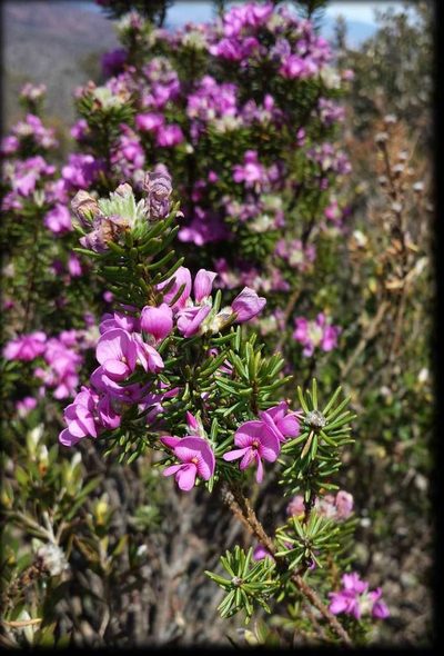 Pultenaea subalpina, photographed by Russell Best