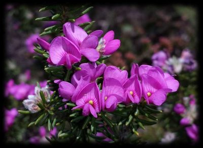 Pultenaea subalpina, photographed by Russell Best