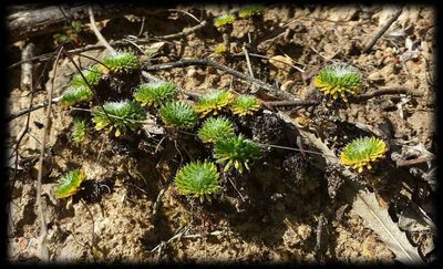 Stylidium soboliferum, photographed by Russell Best