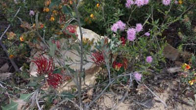 Kunzea parvifolia, photographed by Russell Best