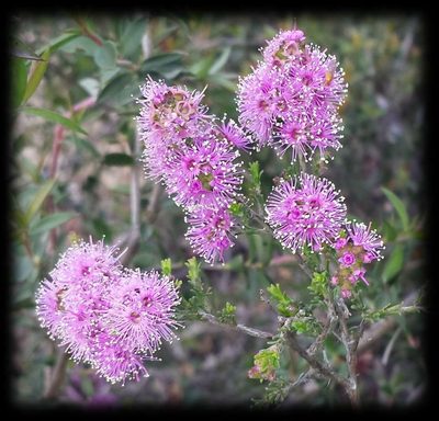 Kunzea parvifolia, photographed by Russell Best