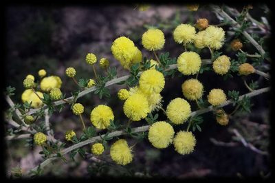 Acacia mitchellii, photographed by Russell Best