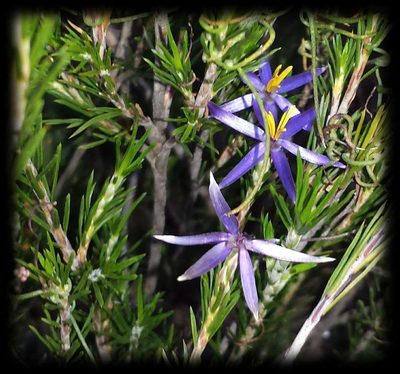 Calectasia intermedia, photographed by Russell Best