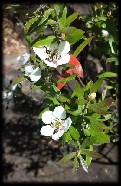 Leptospermum turbinatum, photographed by Russell Best