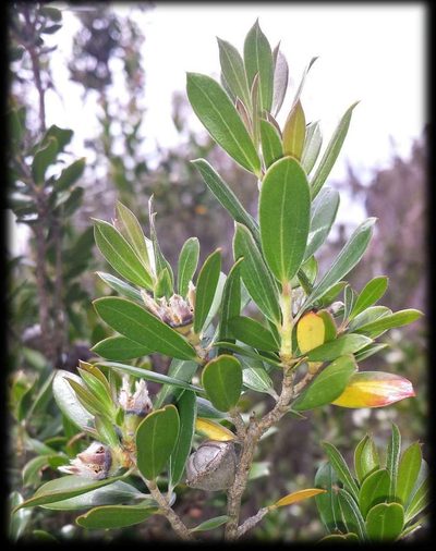Leptospermum turbinatum, photographed by Russell Best