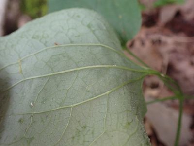 Smilax ecirrhata, photographed by John Abrams