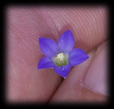 Wahlenbergia gracilenta, photographed by Russell Best